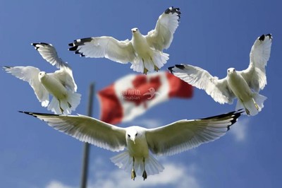 加拿大大西洋AIP移民新政策和申请条件(最新政策)
